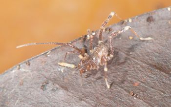 Media type: image;   Invertebrate Zoology 137243